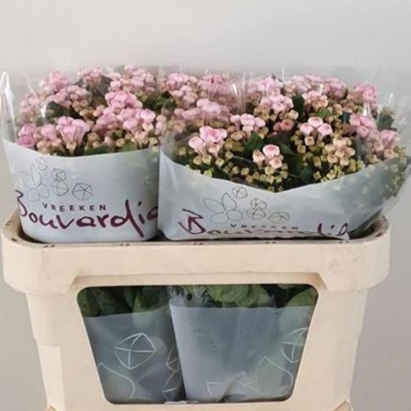 Bouvardia Roz, 60 cm, Pachet (10 buc.) 